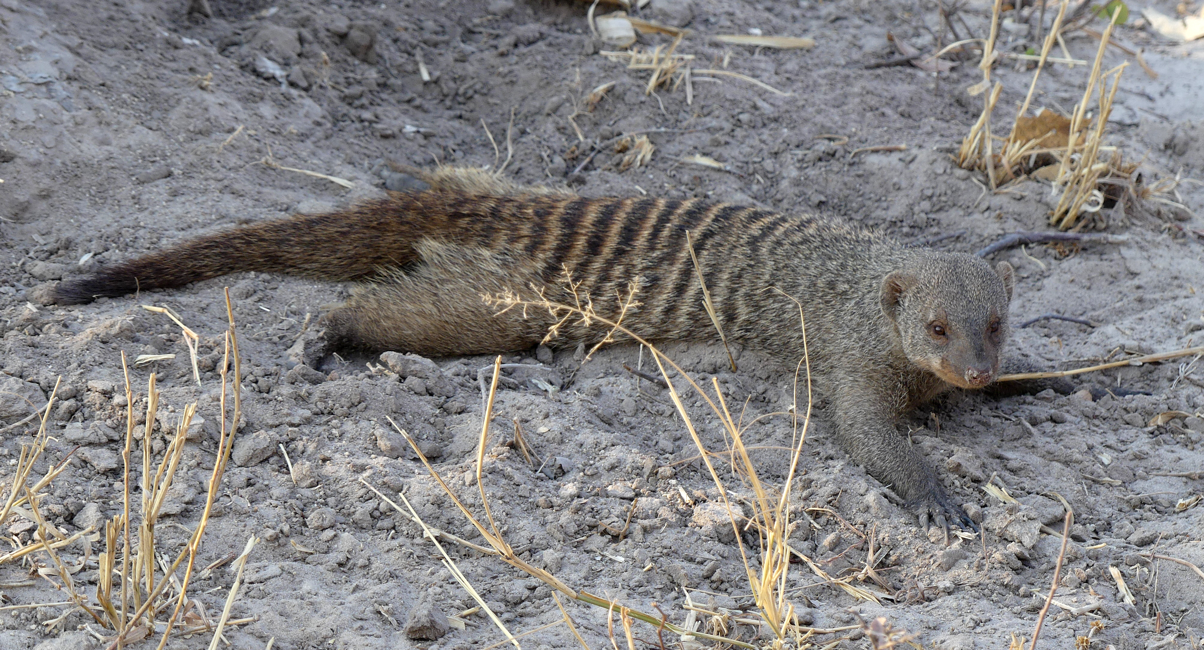 banded mongoose