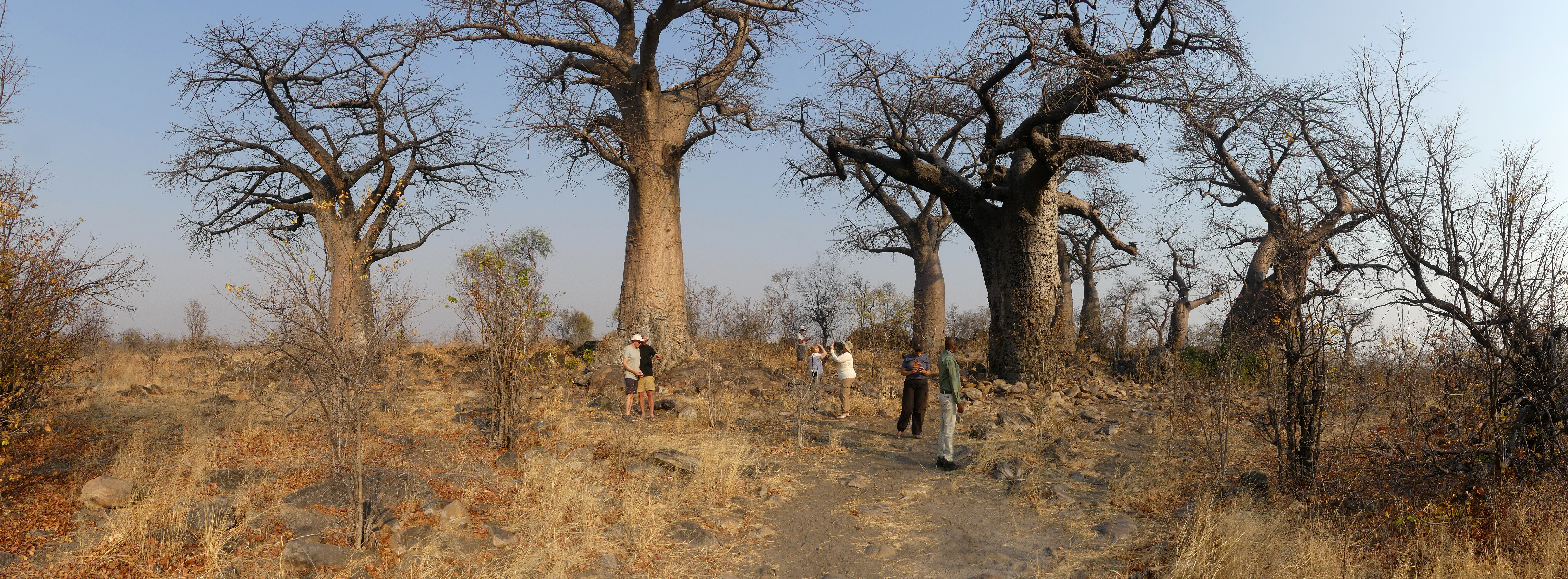 baobab panorama