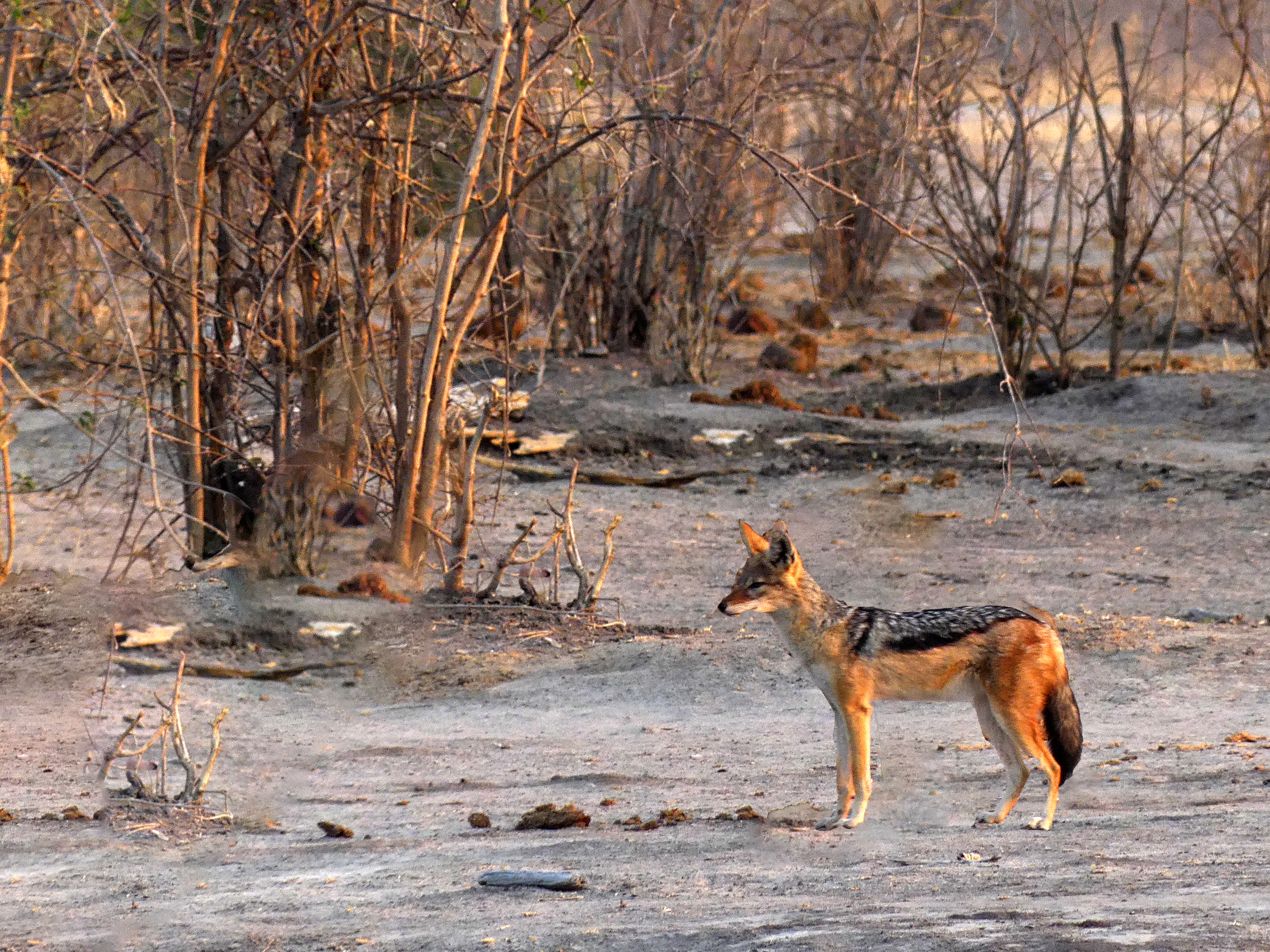 blackbacked jackal