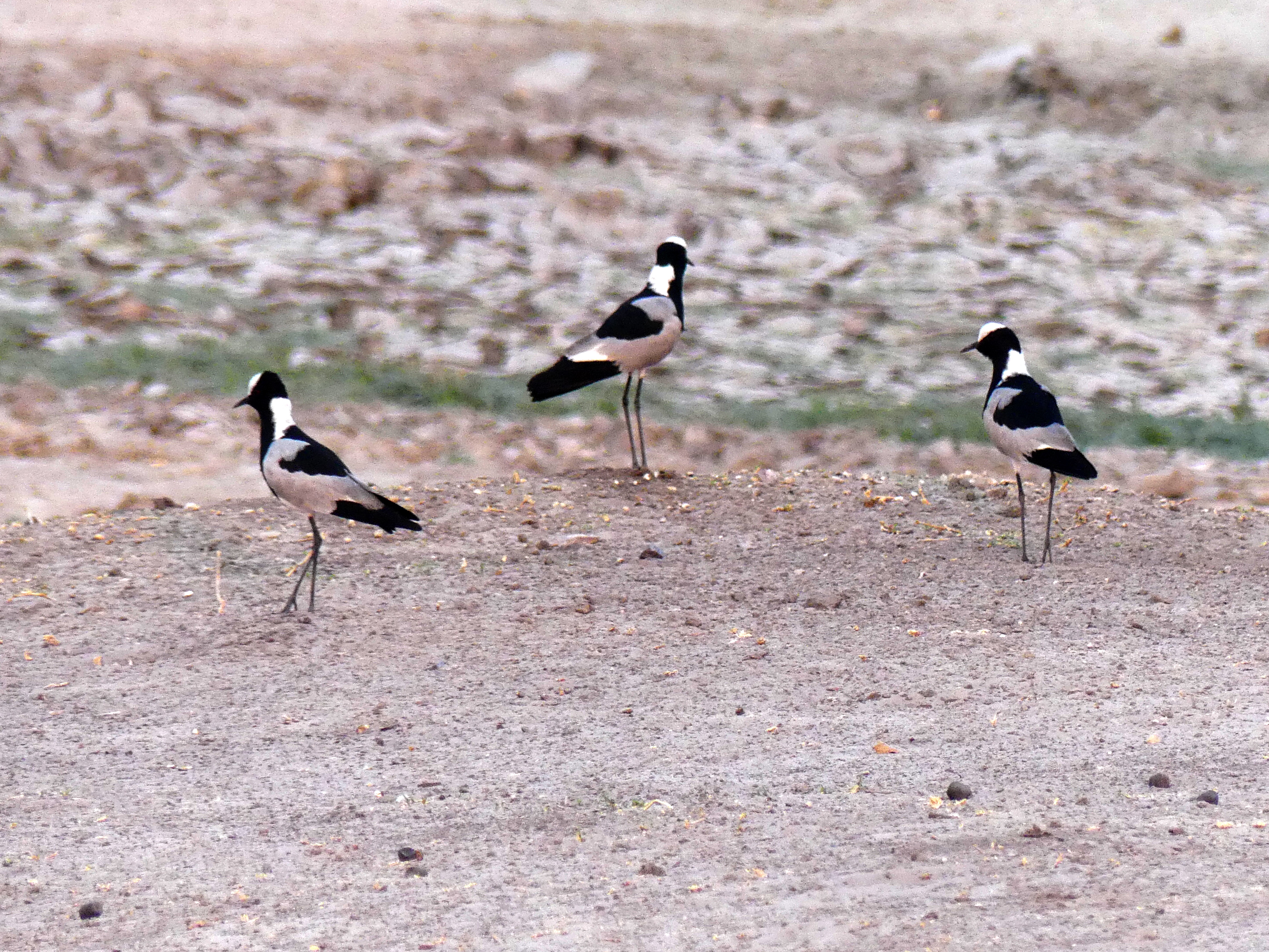 blacksmith lapwing