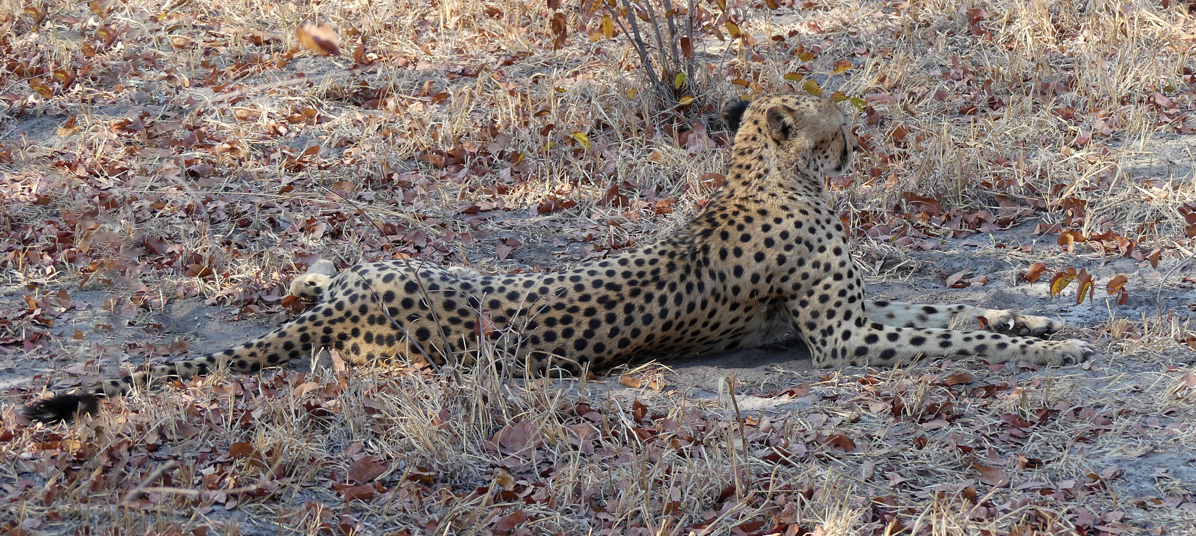 cheetah reclining