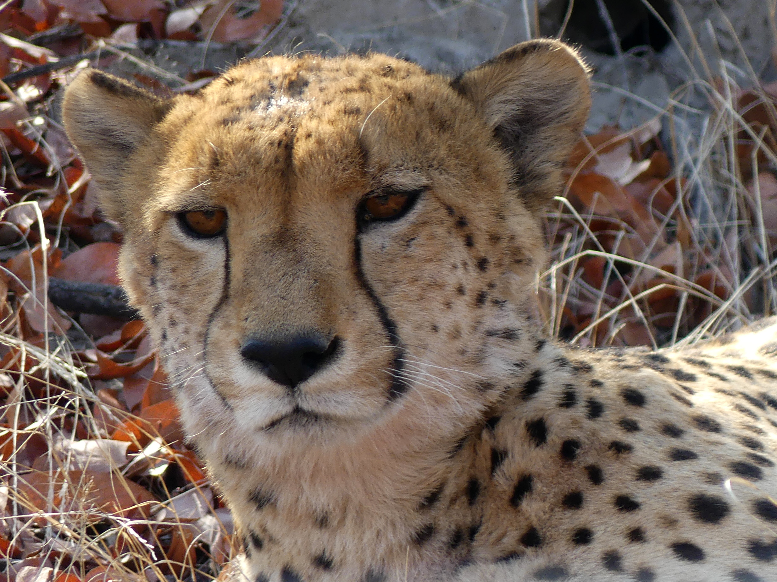 cheetah face