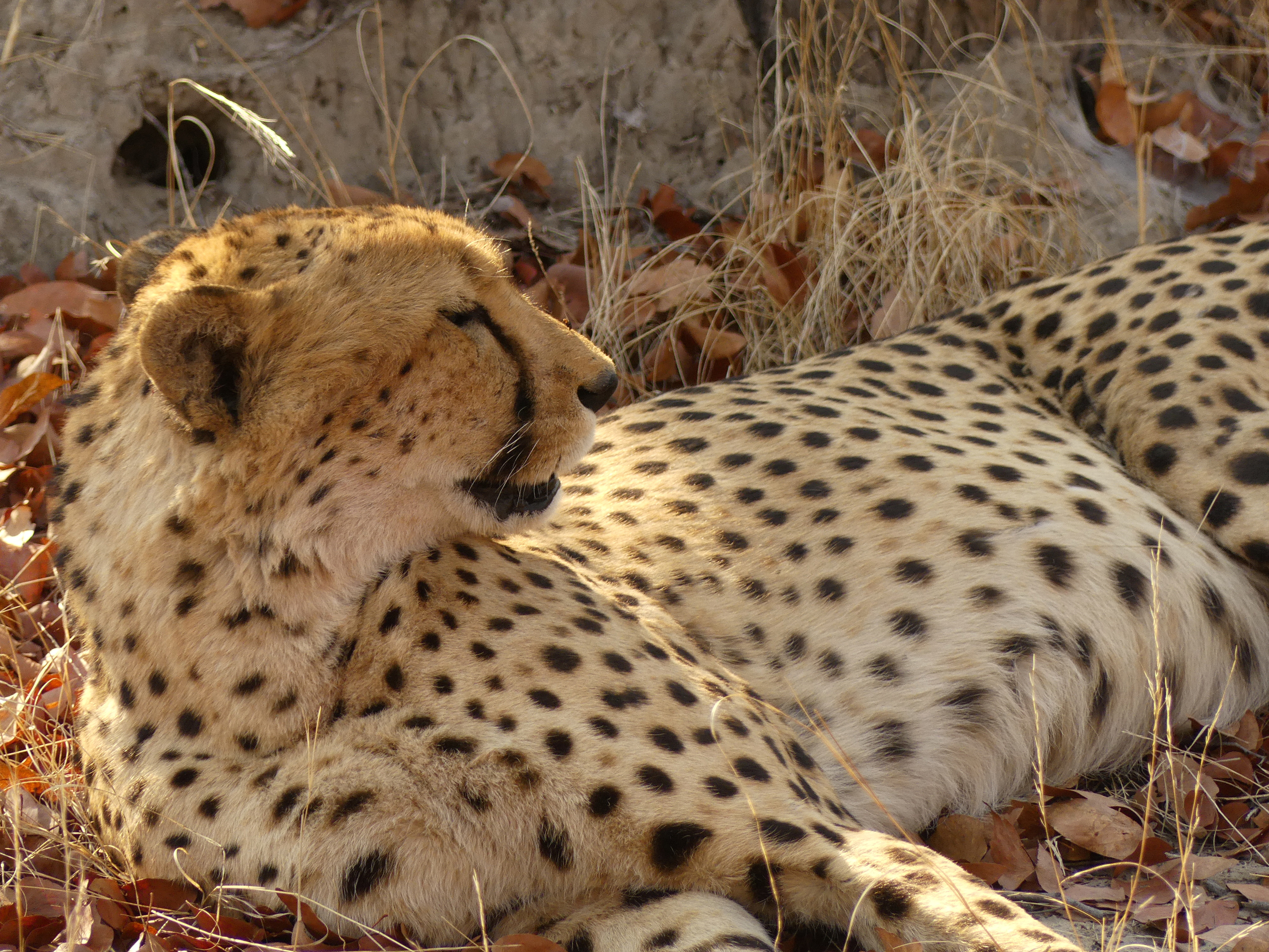 cheetah