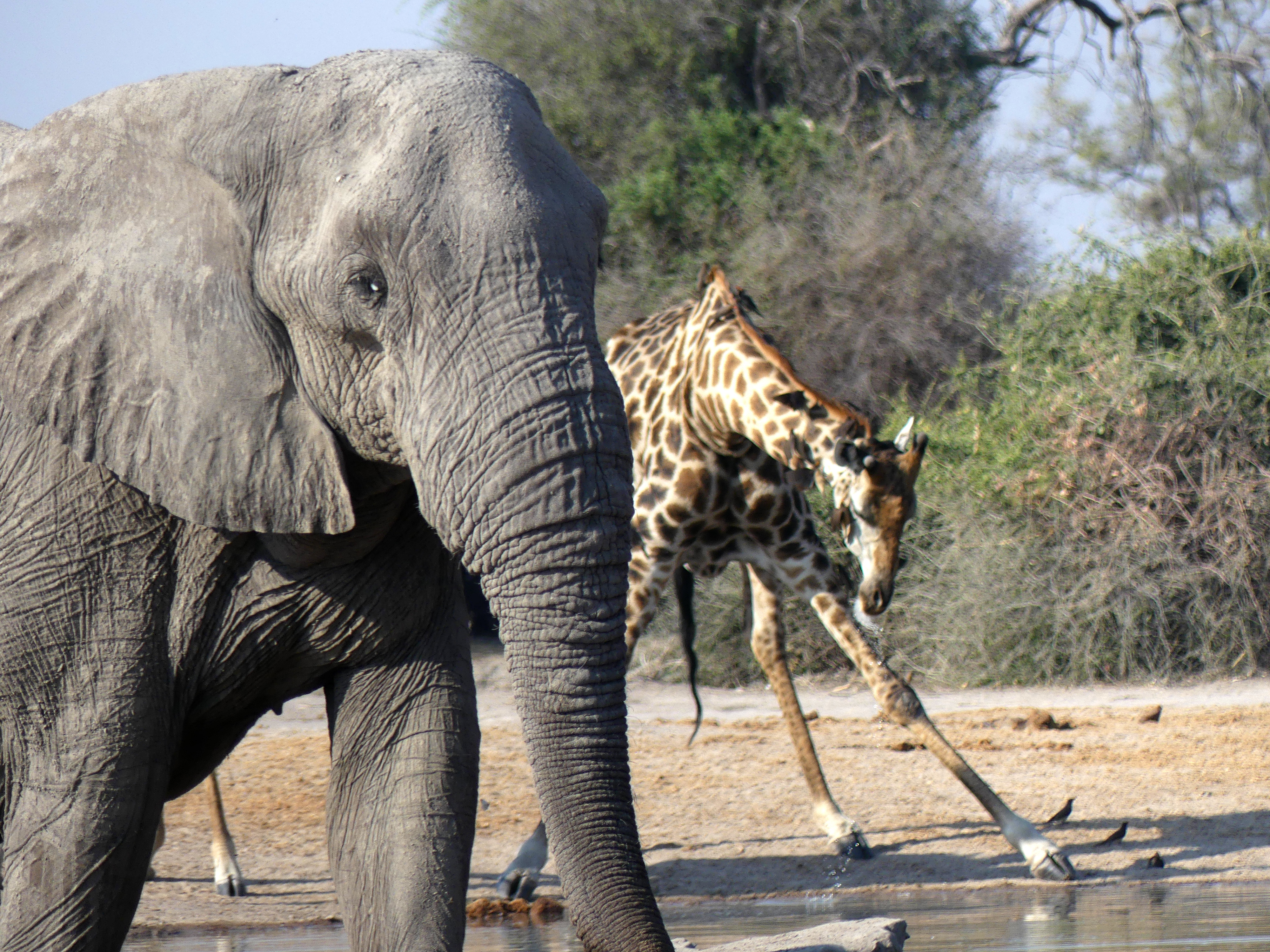 elephant and giraffe