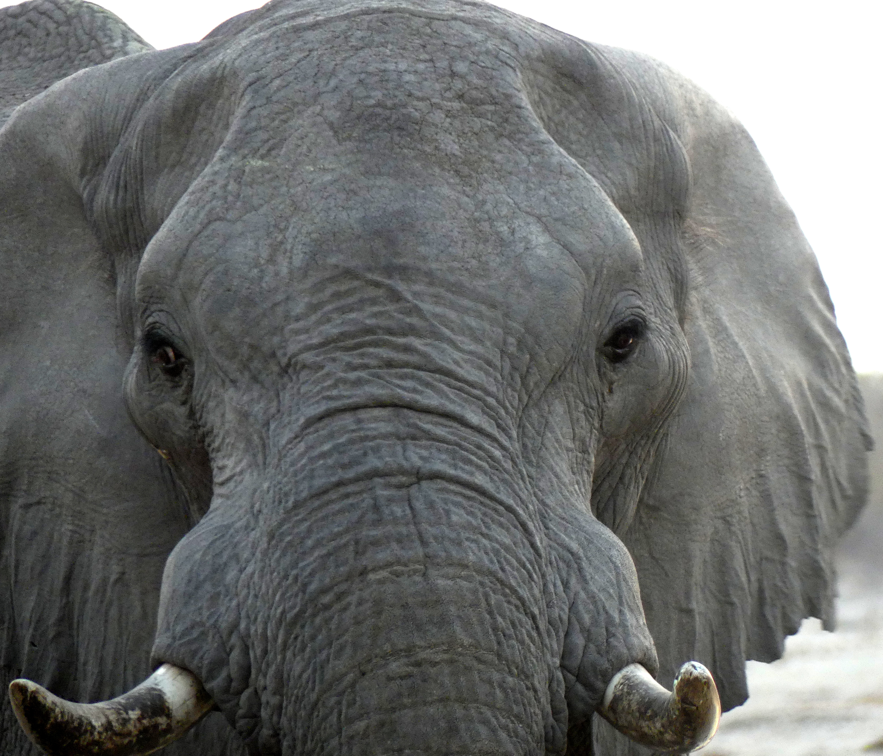 elephant face