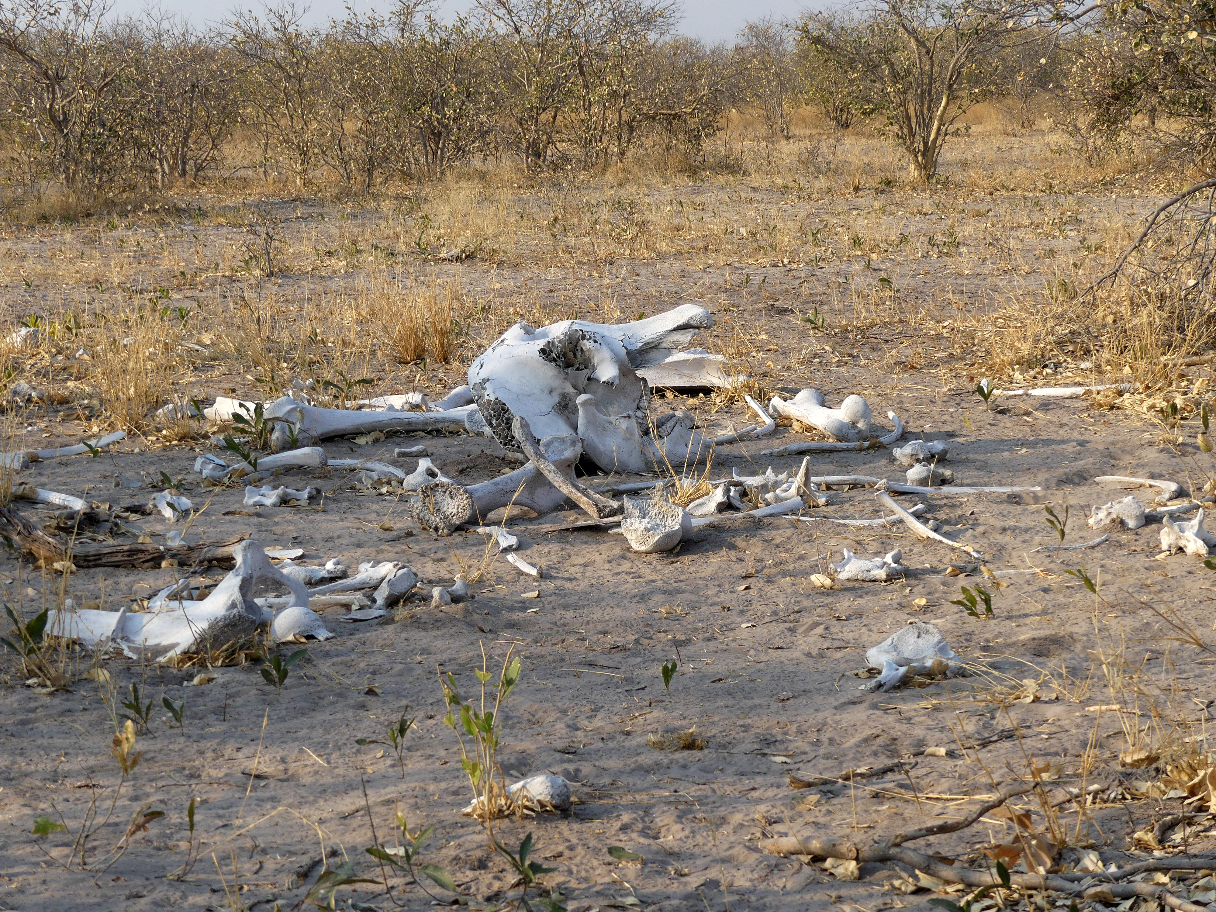elephant remains