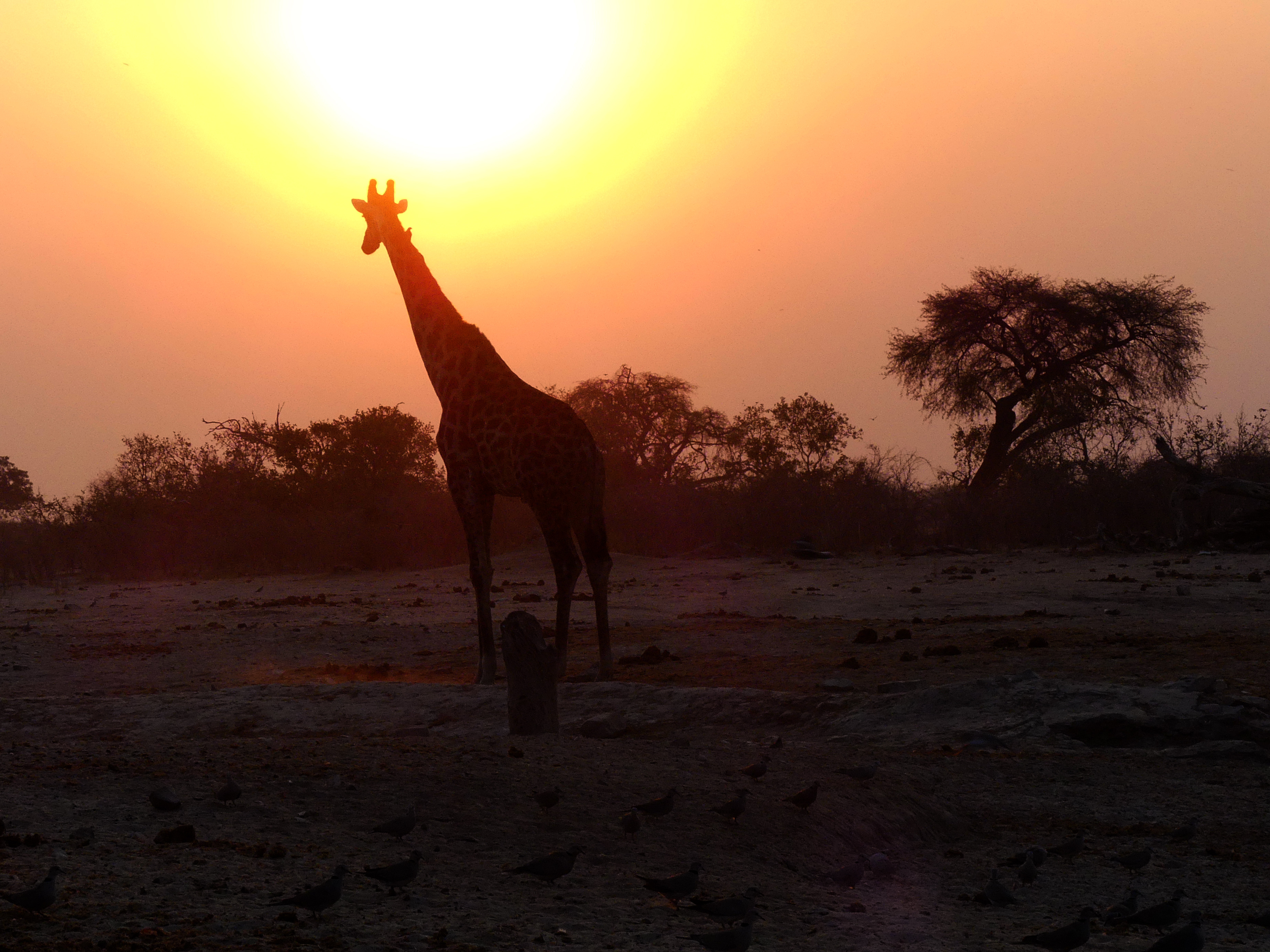giraffe sunset