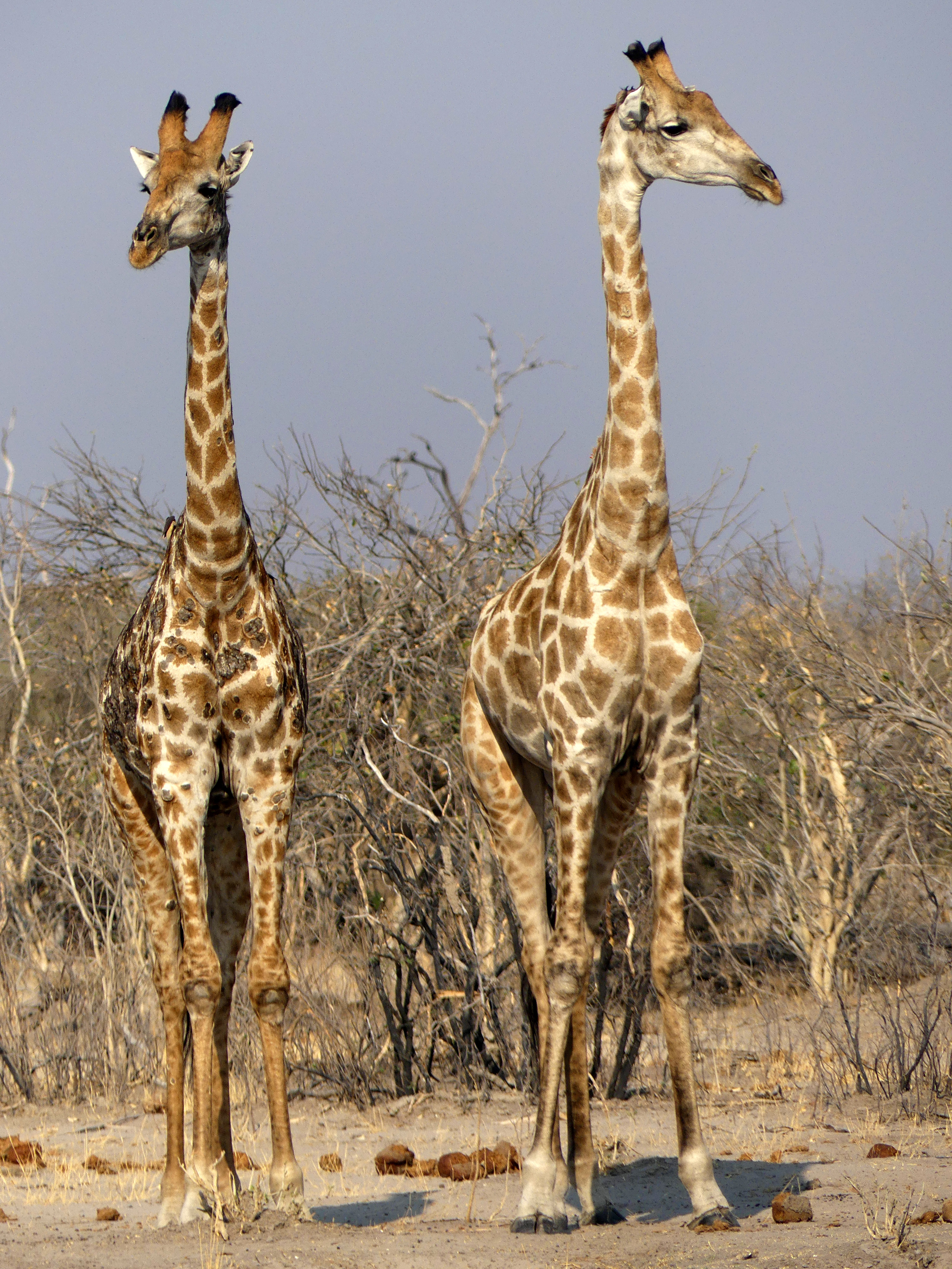 giraffe twin towers