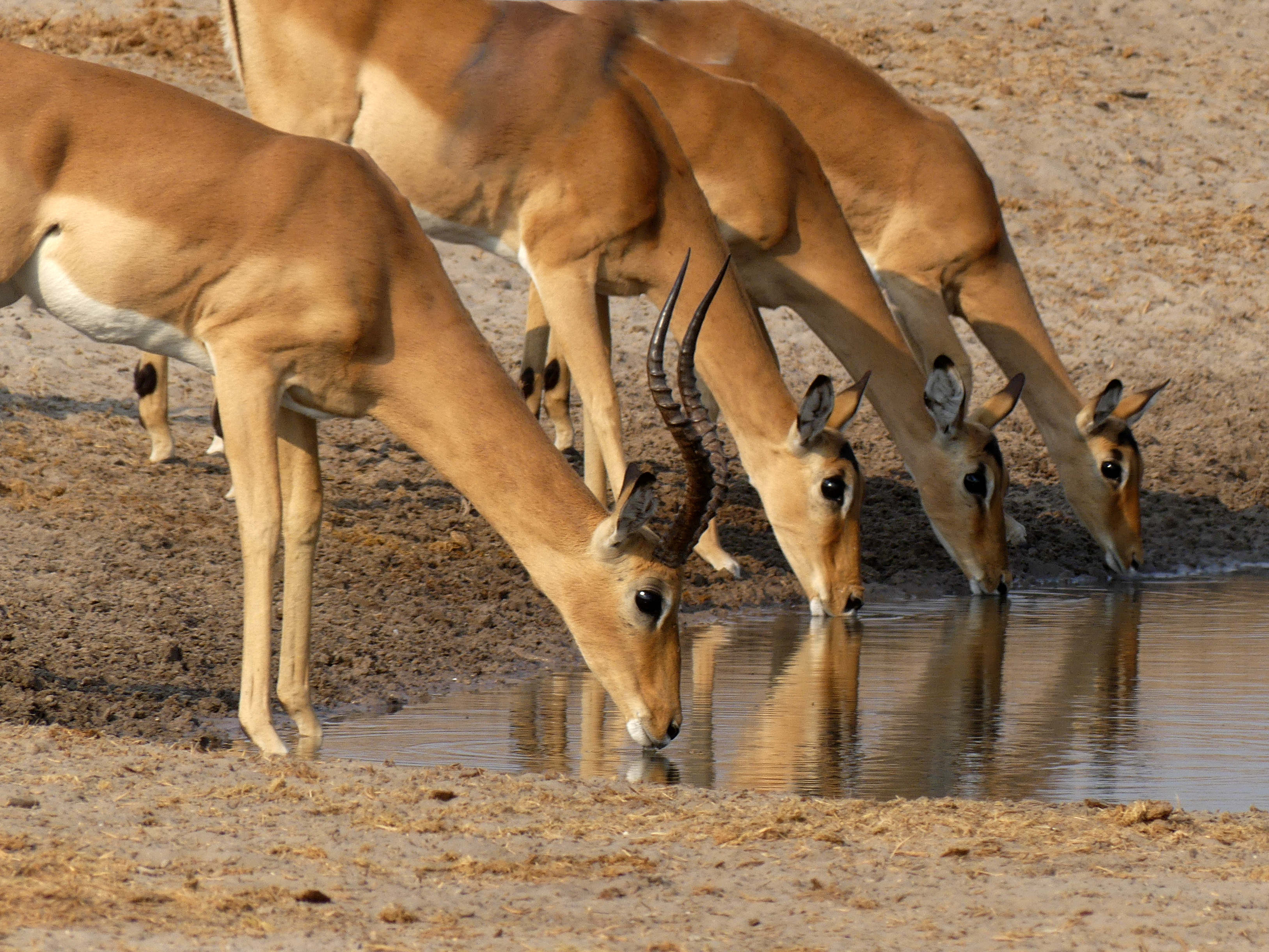 four impala at water
