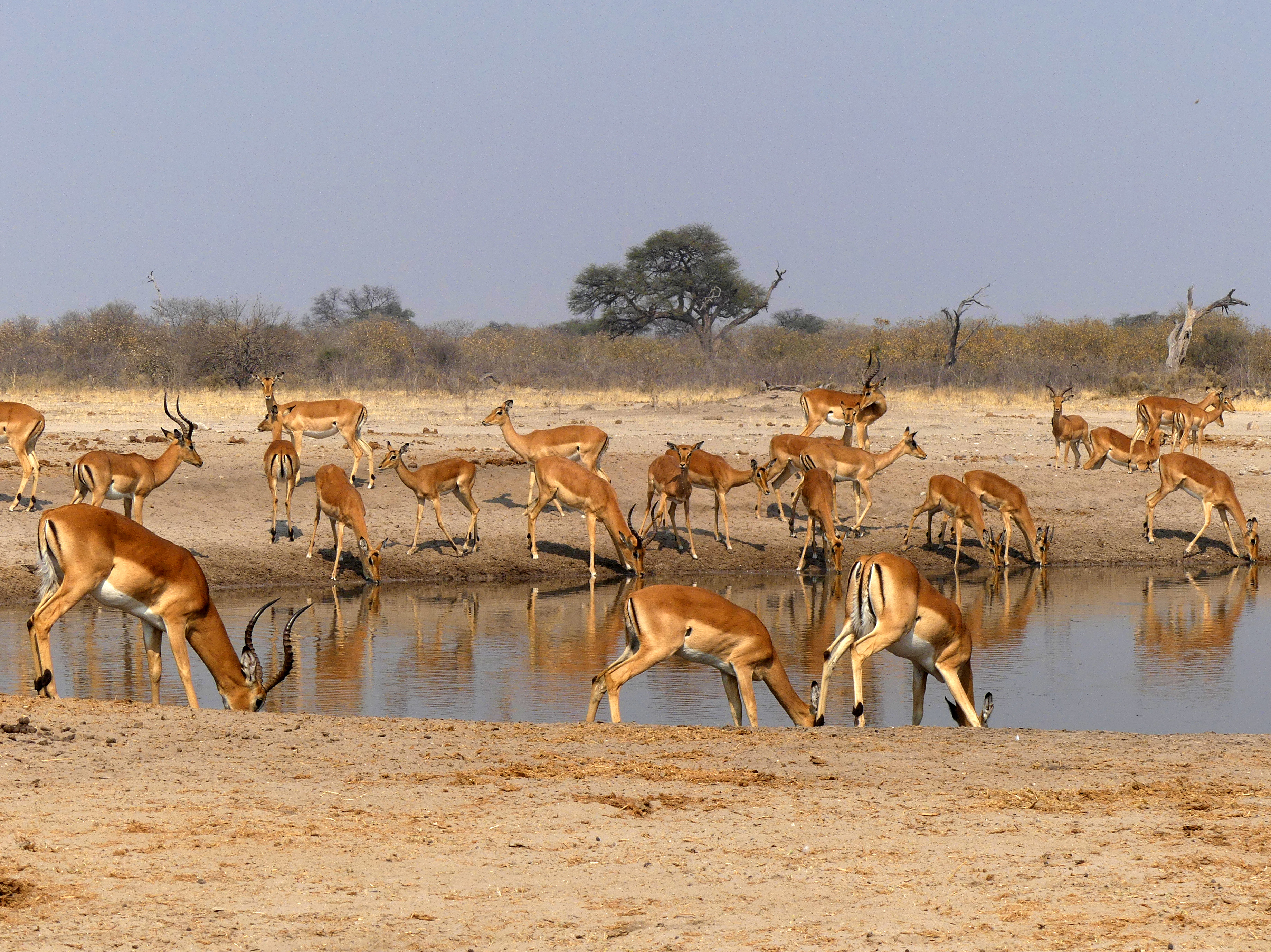 many impala at water