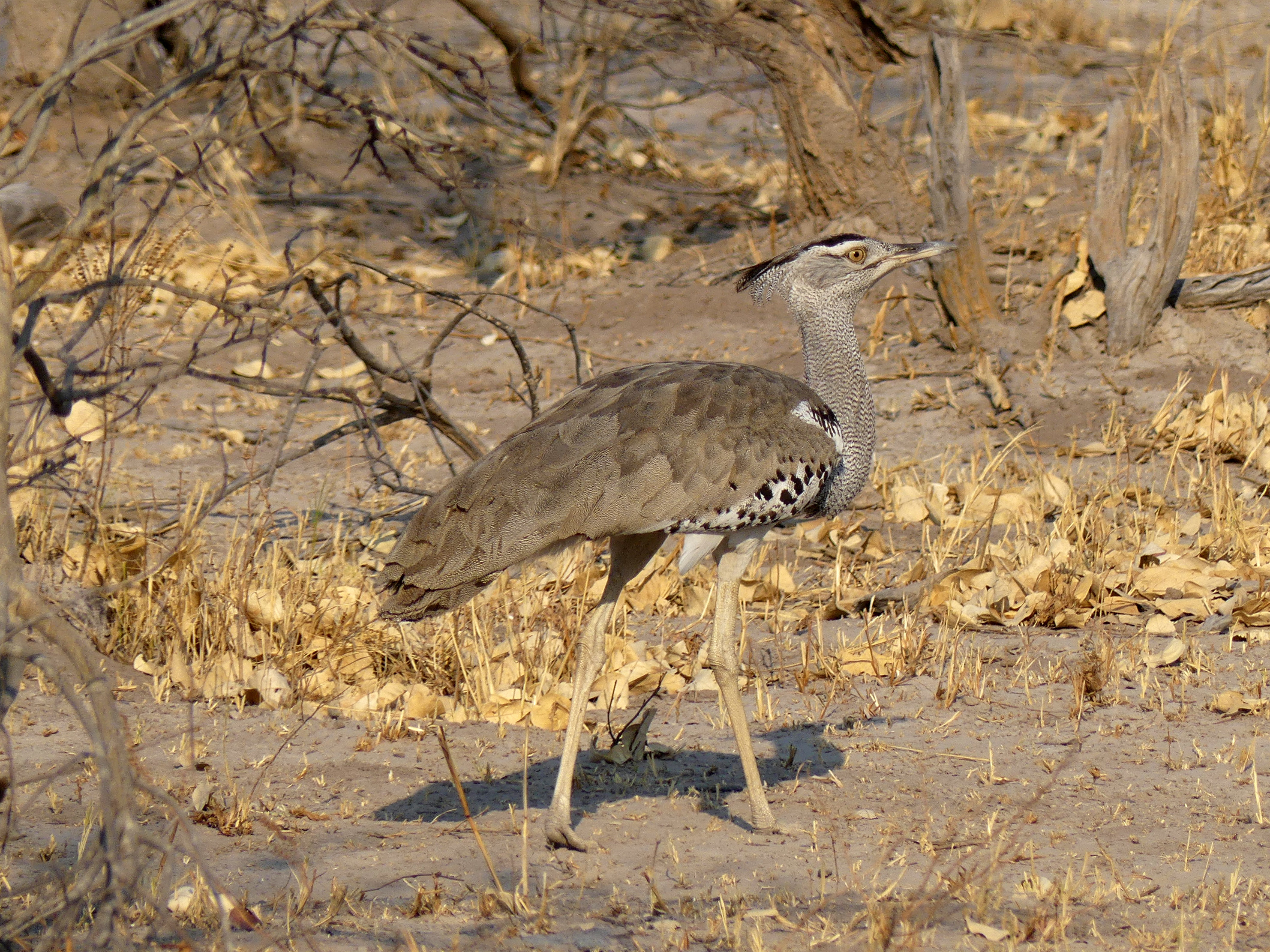 kori bustard