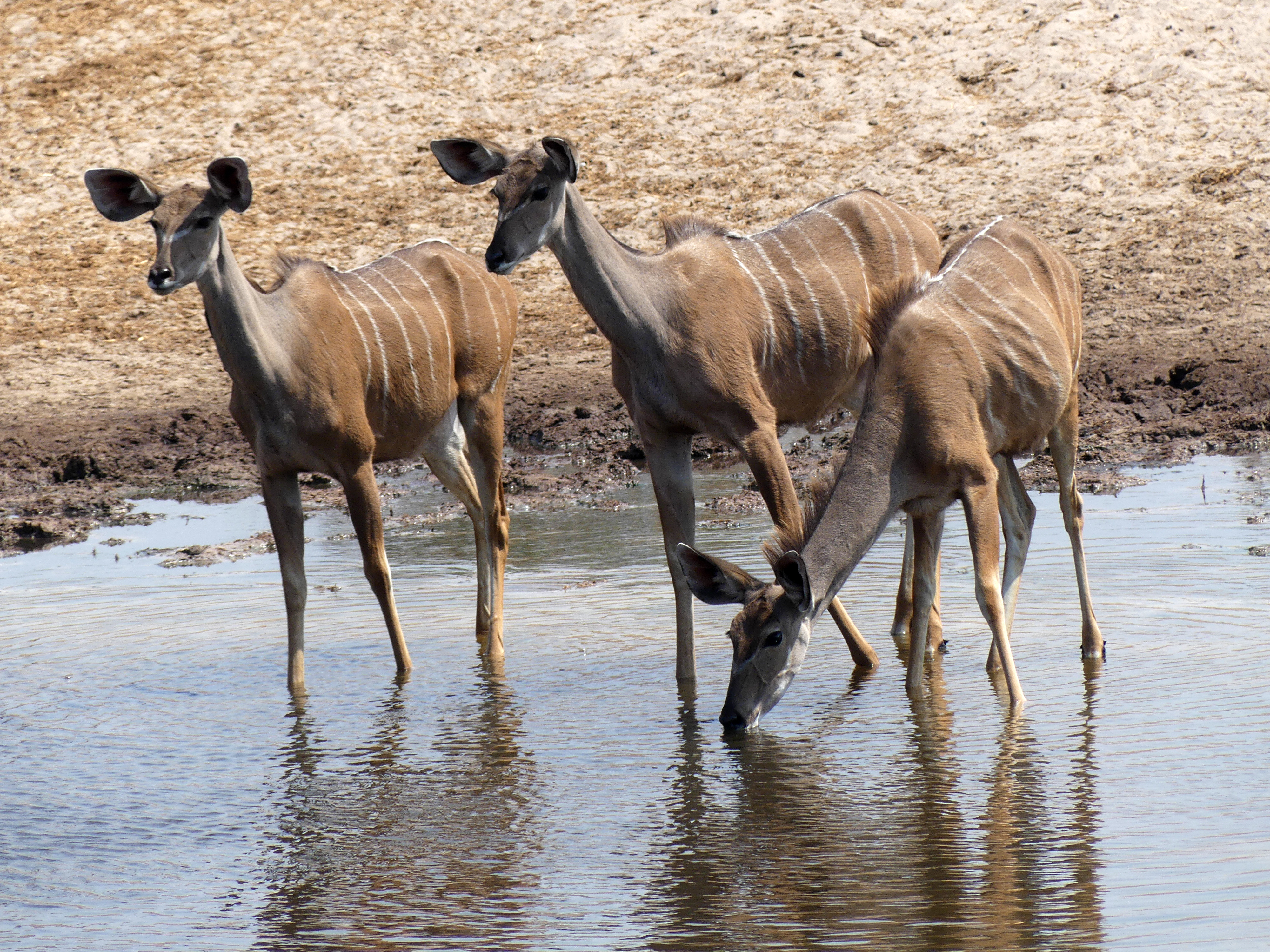 female kudu