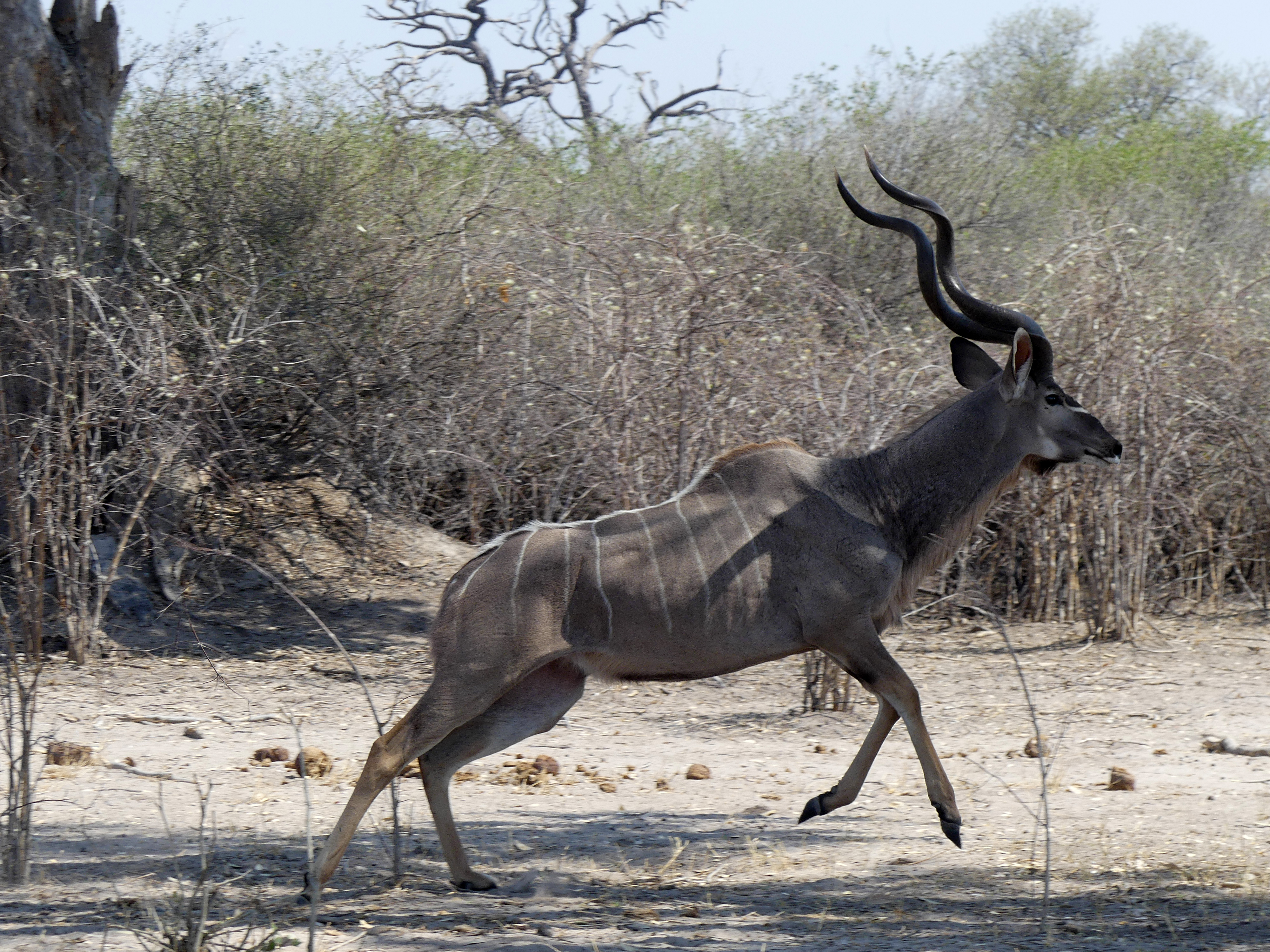 male kudu
