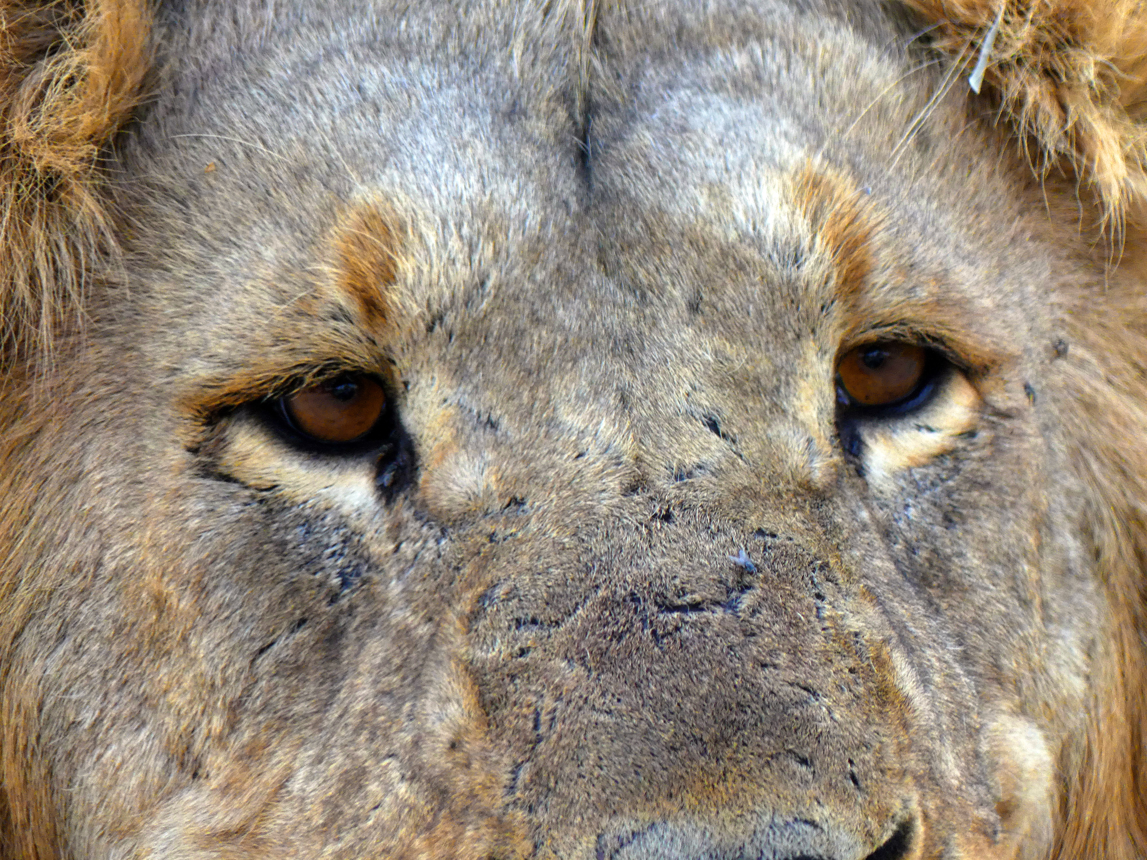 lion eyes