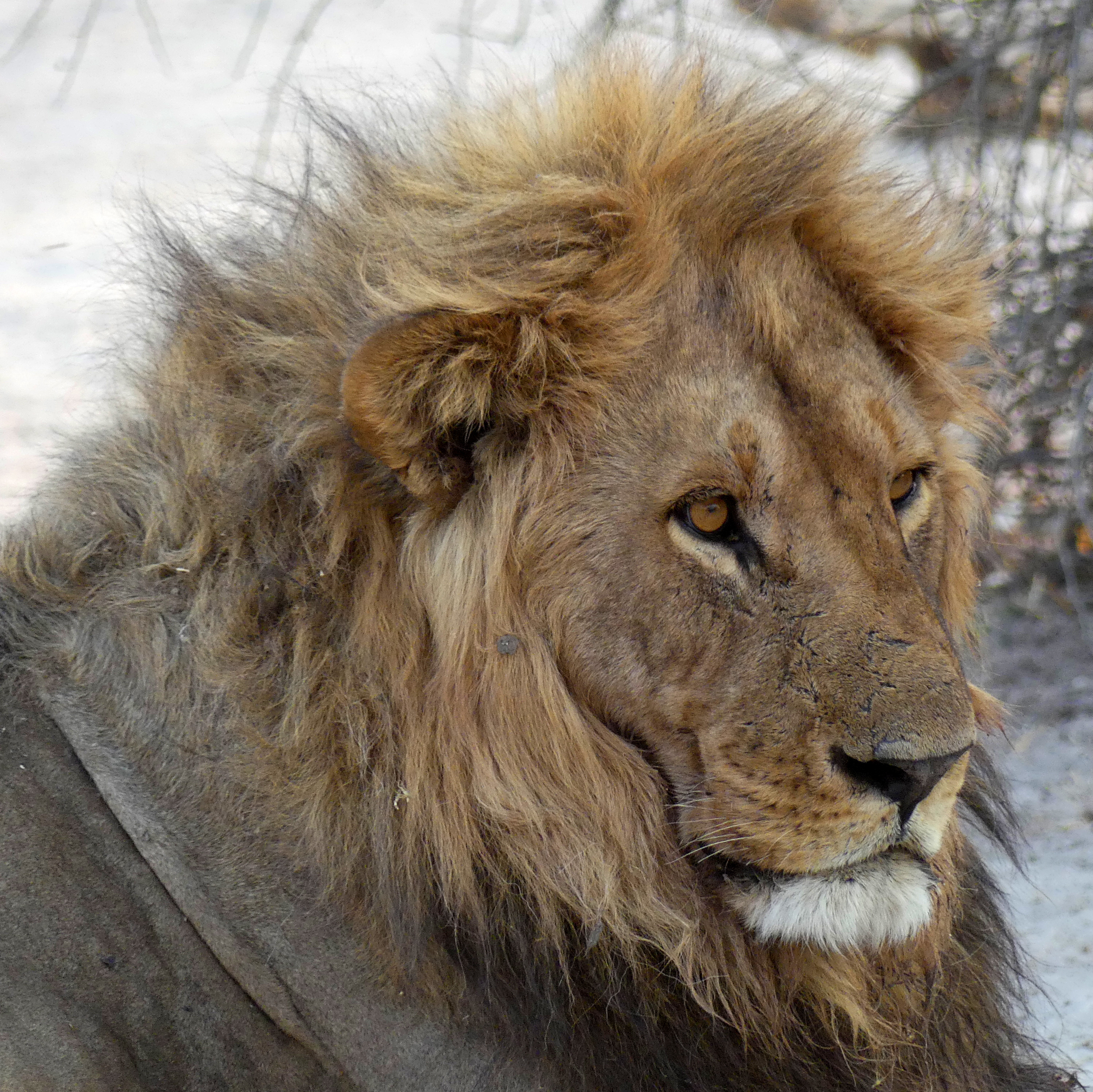 lion face