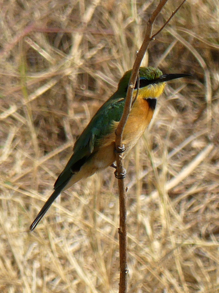 little bee-eater