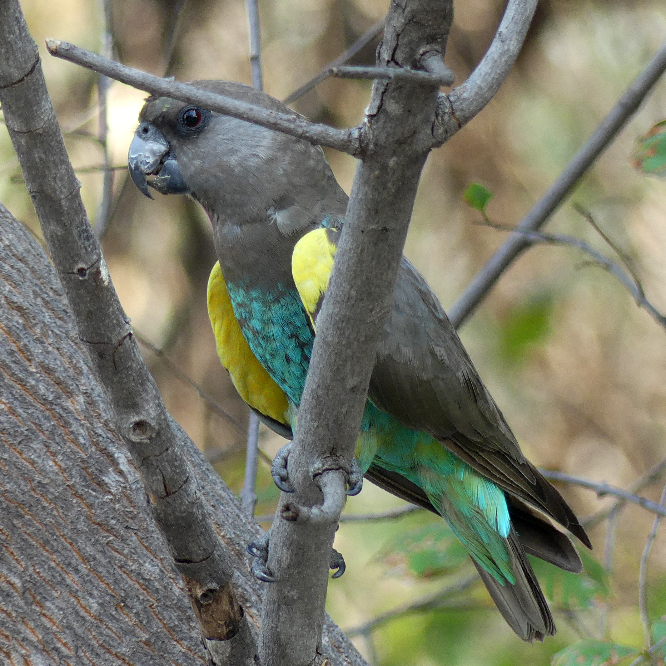 Meyer's parrot