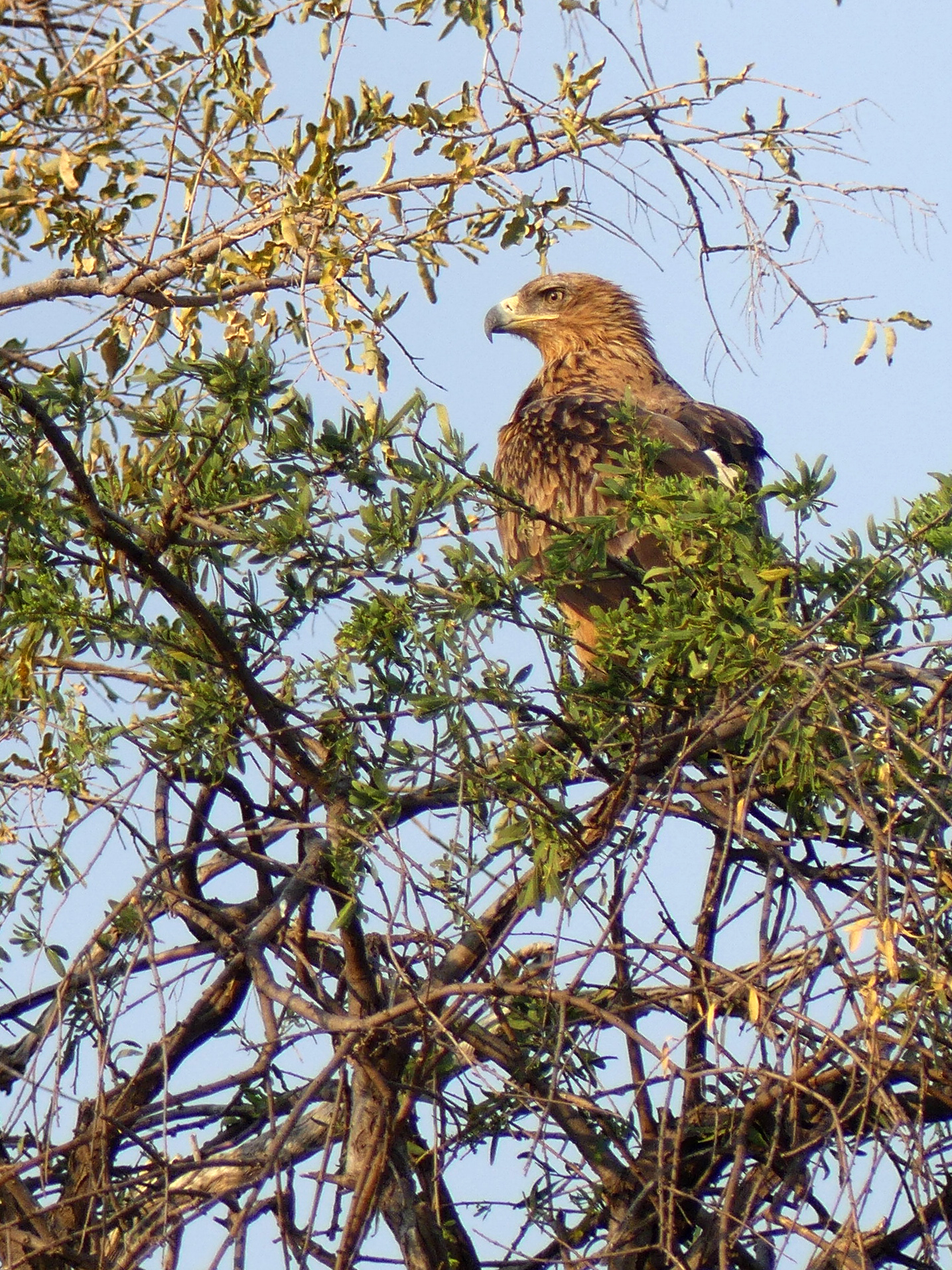 tawny eagle