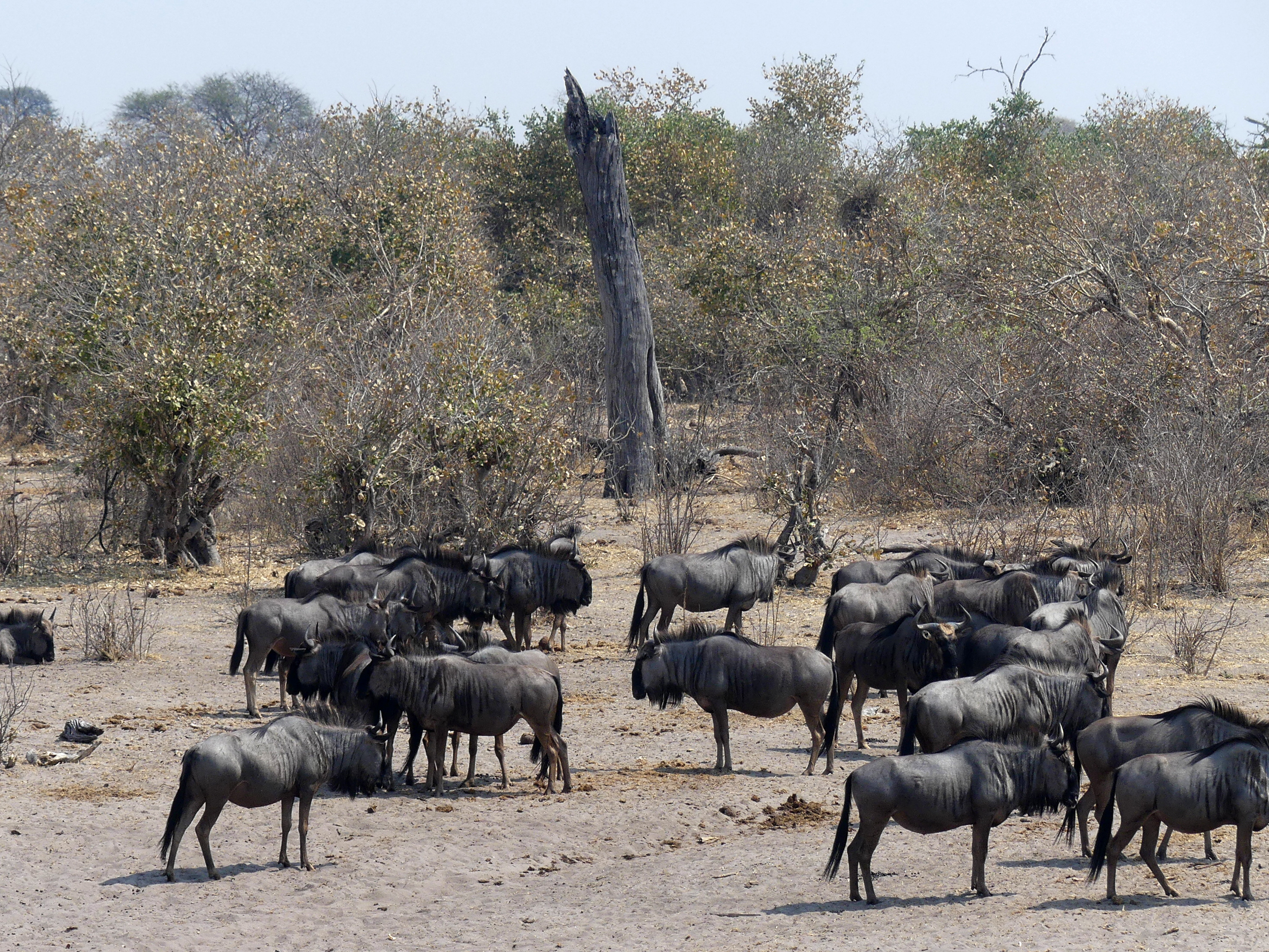 wildebeests
