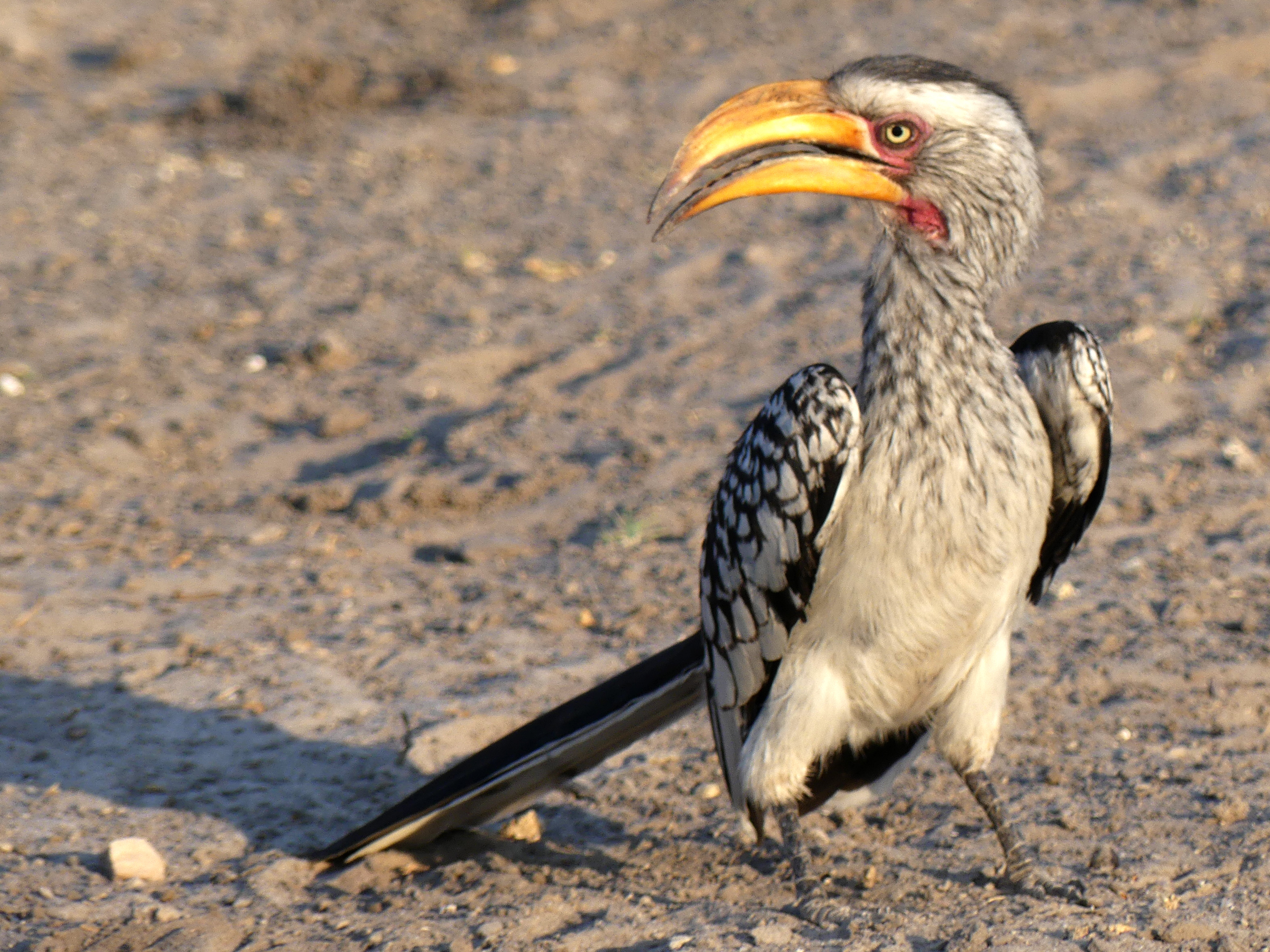 yellowbilled hornbill