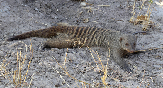 banded mongoose