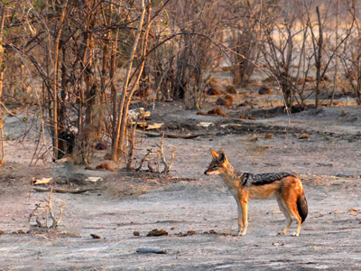 blackbacked jackal