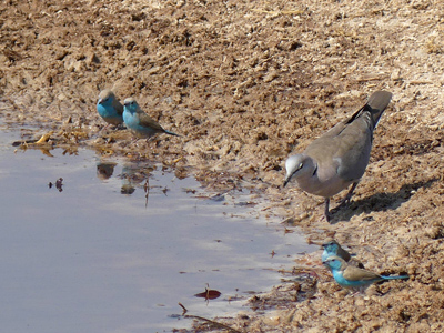 blue waxbill