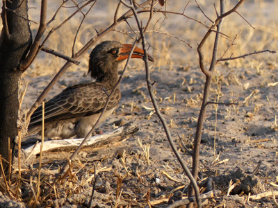 Bradfield's hornbill