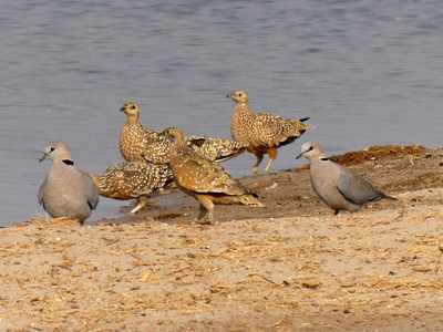 sandgrouse and turtle dove
