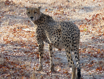 cheetah looking at us