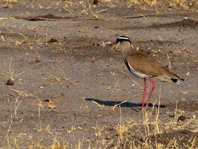 crowned lapwing