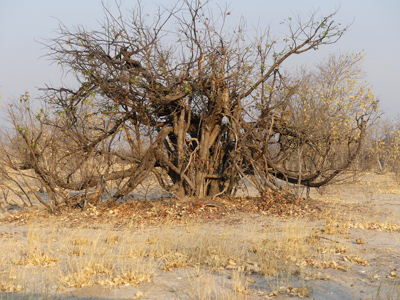 elephant damage