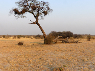 elephant damage