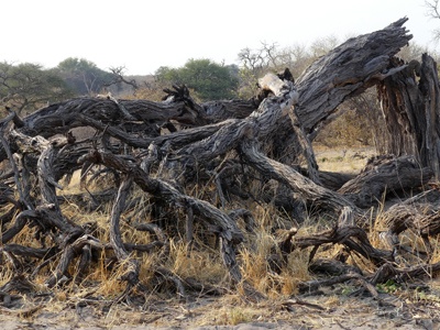 elephant damage