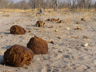 elephant dung