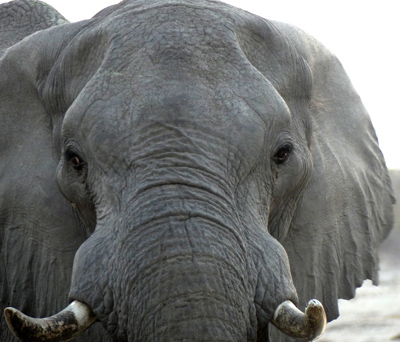 elephant face