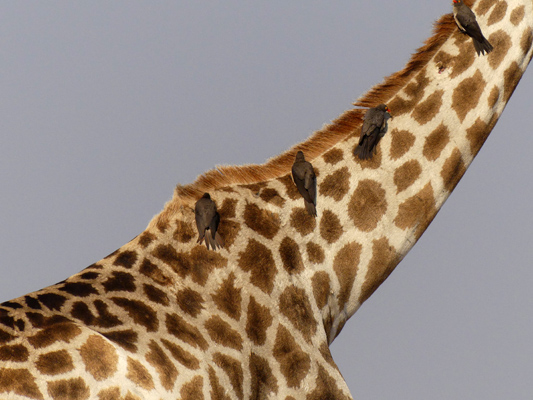 giraffe neck