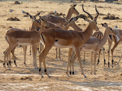 click/tap to play video impalas