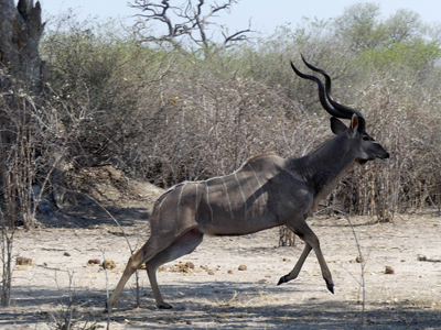 male kudu