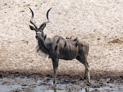 male kudu