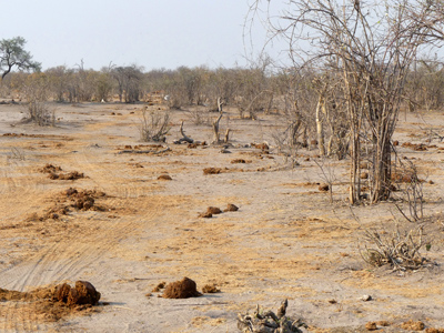 dung landscape
