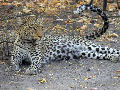 leopard upraised tail