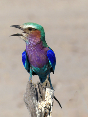 lilacbreasted roller