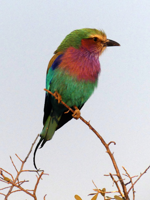 lilacbreasted roller