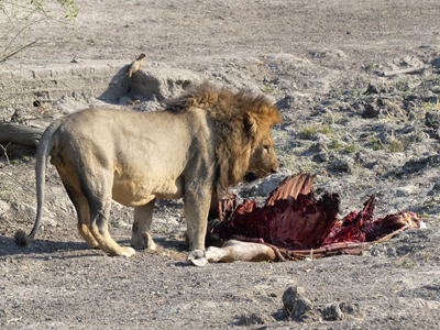 lion and carcass