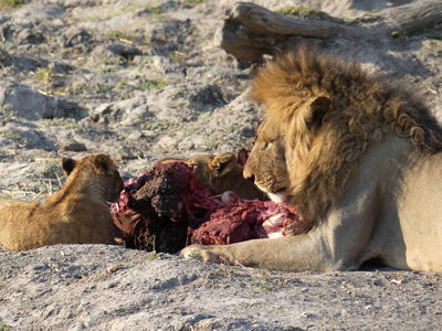 click/tap to play video lion and cubs eating