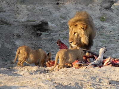 lion and cubs eating