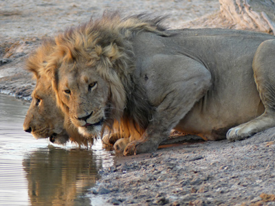 lion brothers drinking
