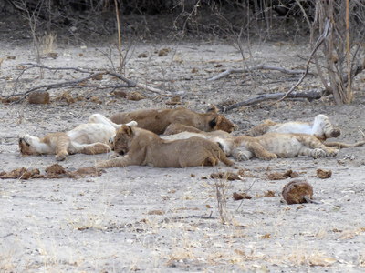lion cubs