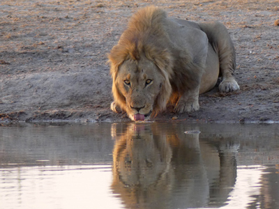 lion drinking